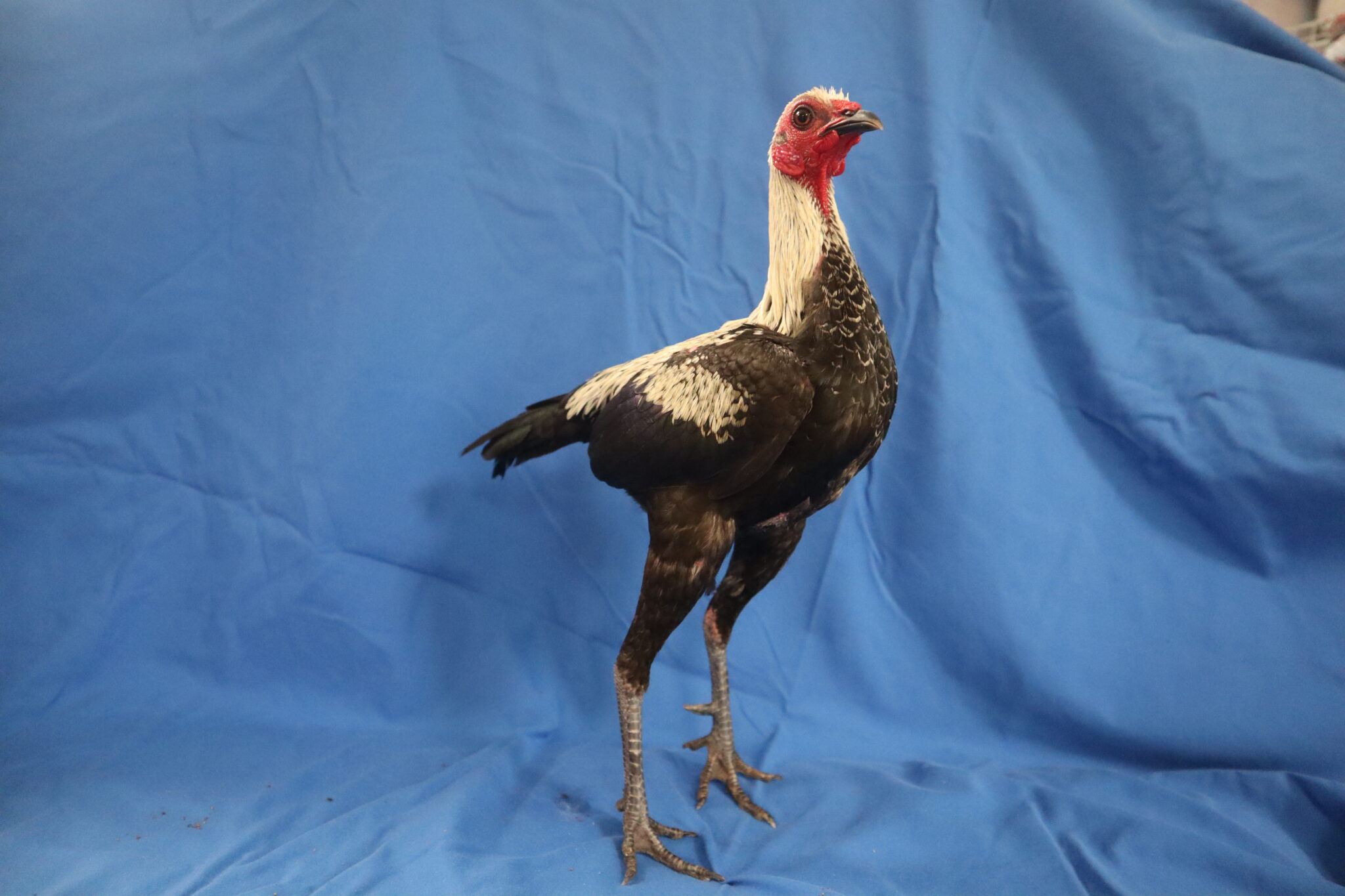 Modern Game Bantams for the JR Exhibitor - American Poultry Association