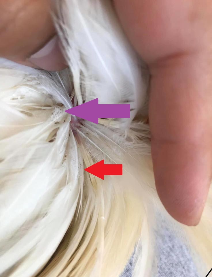 Common Poultry Lice - The American Poultry Association (APA)