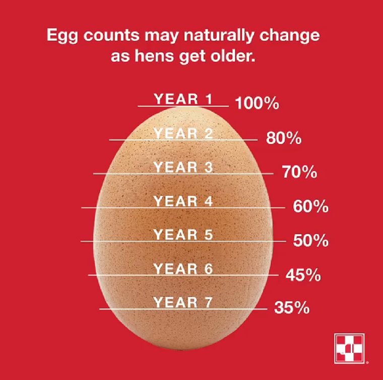egg, american poultry association, showing poultry, raising poultry