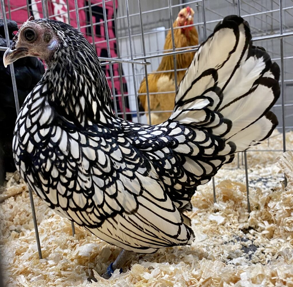 poultry show, sebright