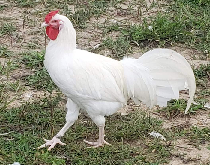 Popular Chicken Breeds, 500 Pieces, SunsOut