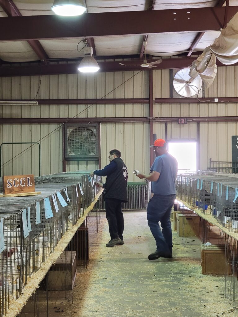 understanding poultry shows