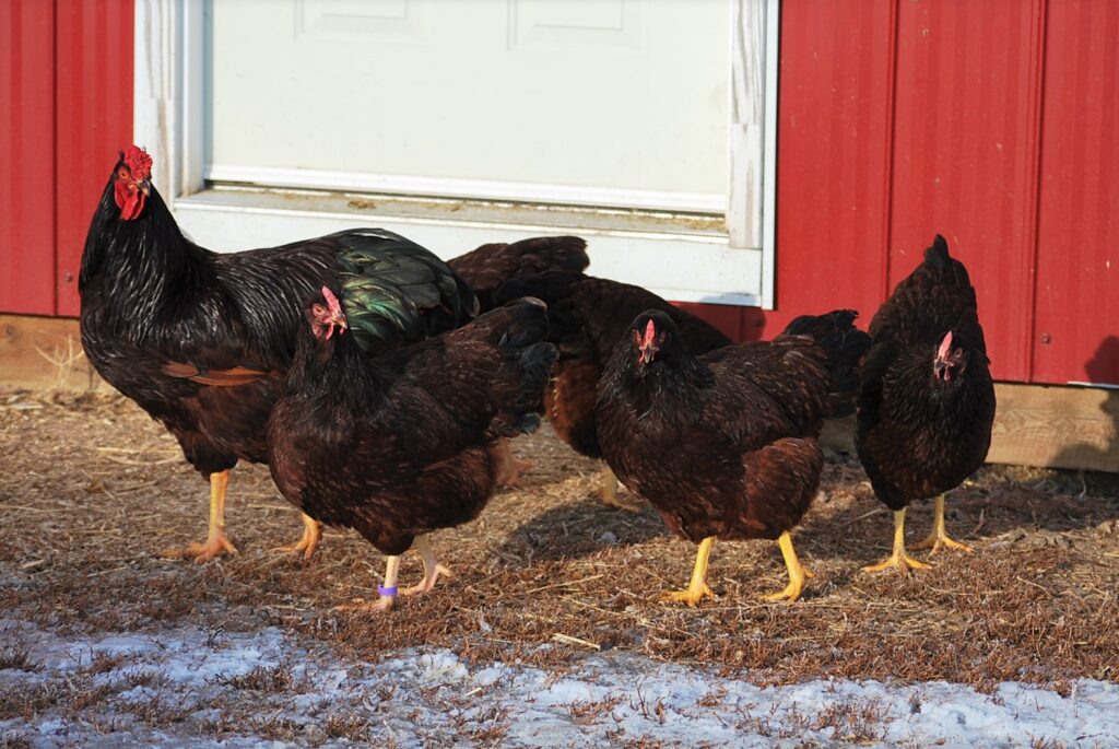 corrective breeding in poultry