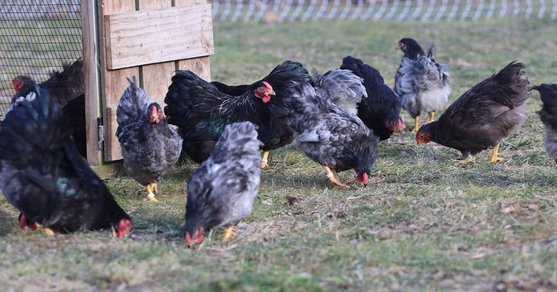 Poultry Breeds - The American Poultry Association (apa)