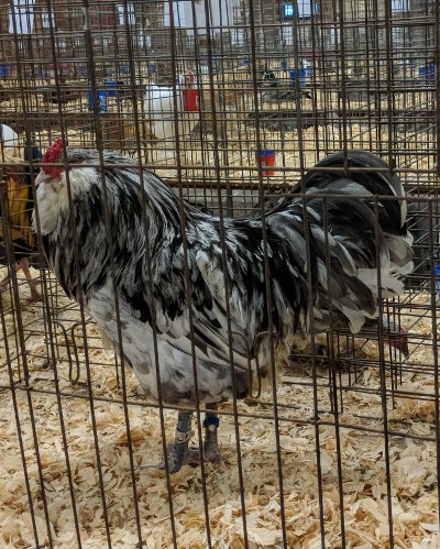 ameraucana cockerel