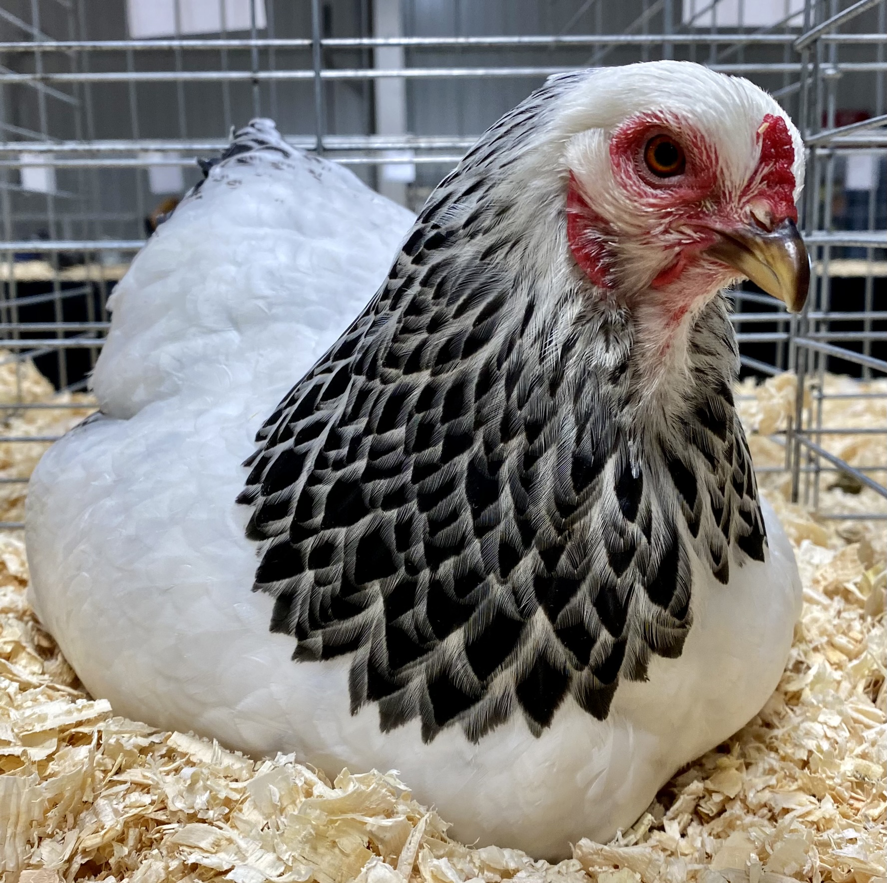 Giant chicken video shines light on quirky Brahma poultry breed - ABC News