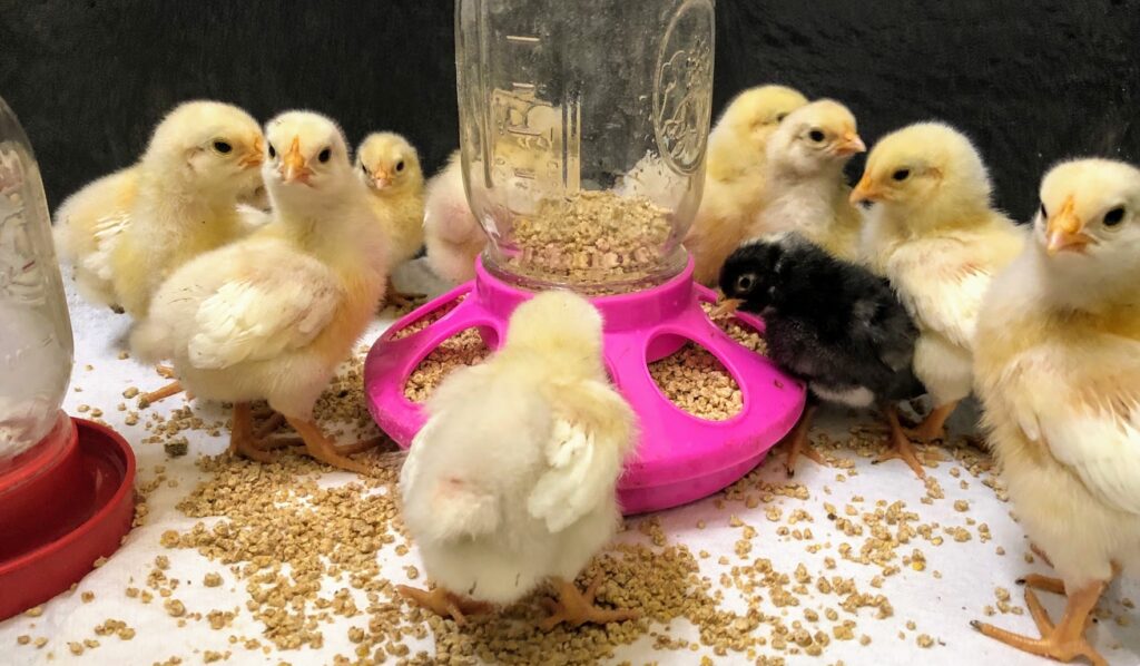 feeding, breeding poultry
