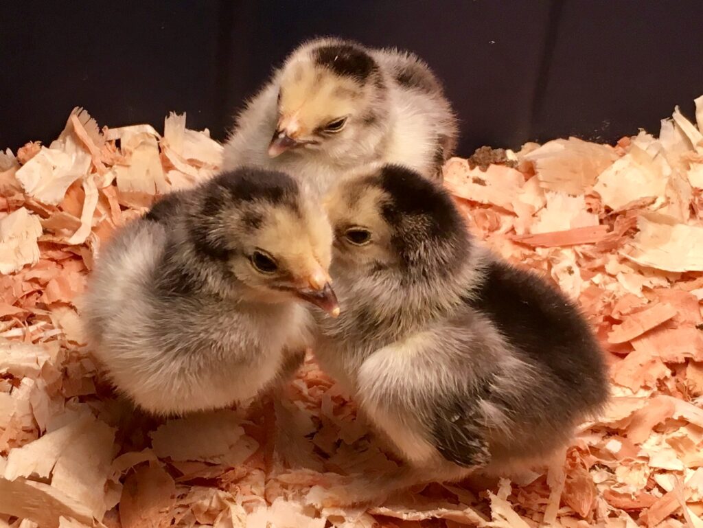 chick raising, brahma chicks, buying an incubator