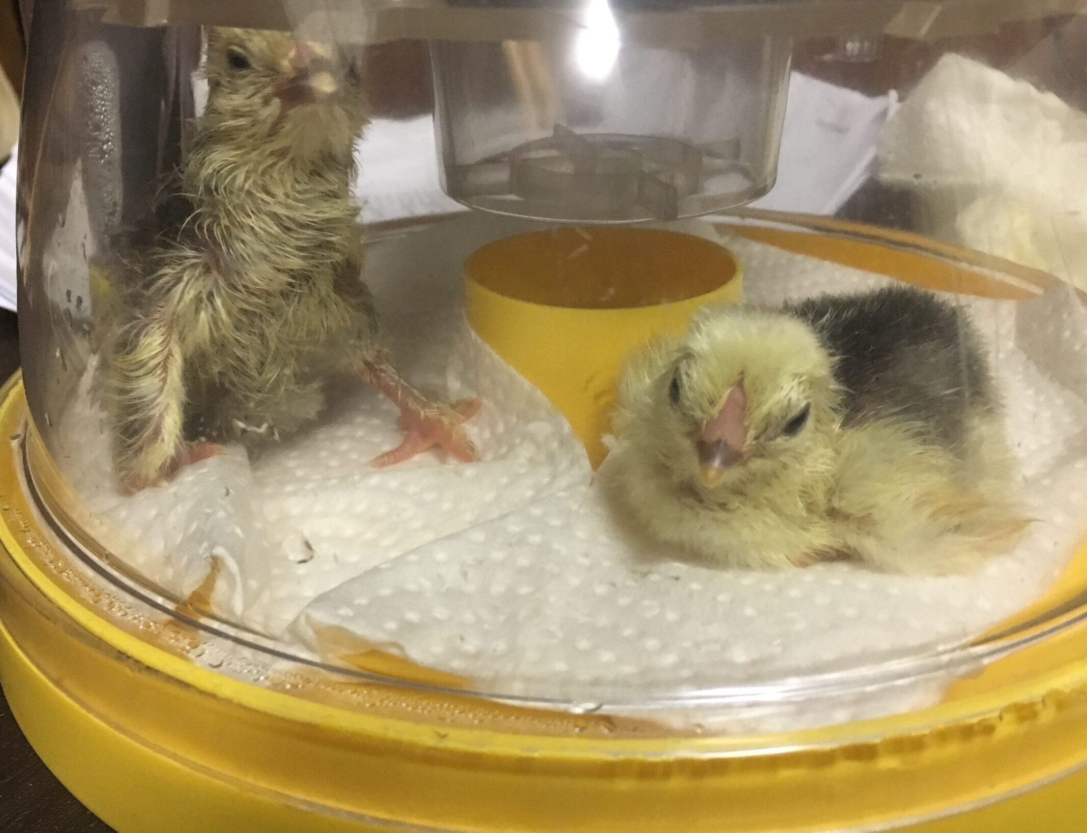 Buff Brahma Bantam Chicks - out of SQ from Master Breeder