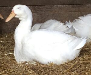 body capacity, aylesbury drake, ducks and geese