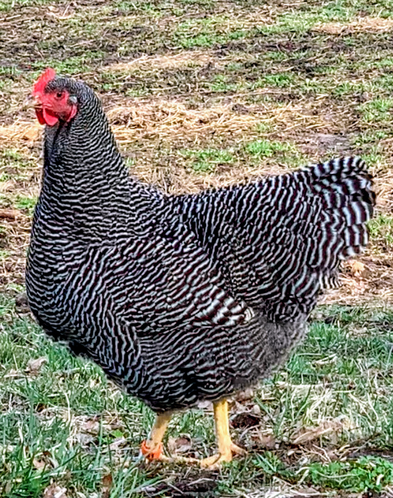 barred plymouth rock