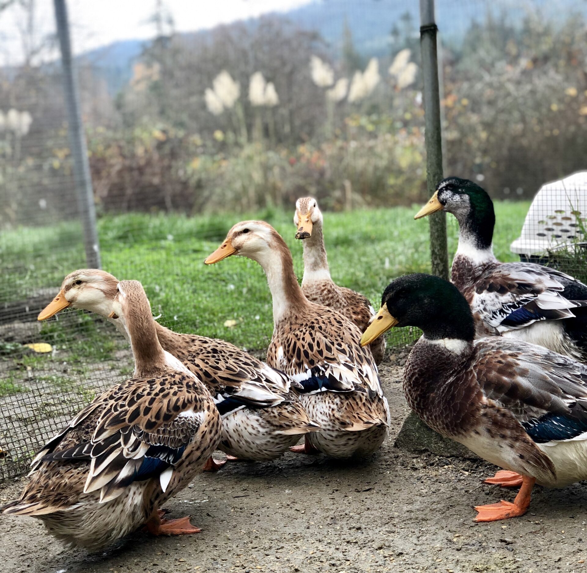 silver appleyard ducks, small vs. flock mating