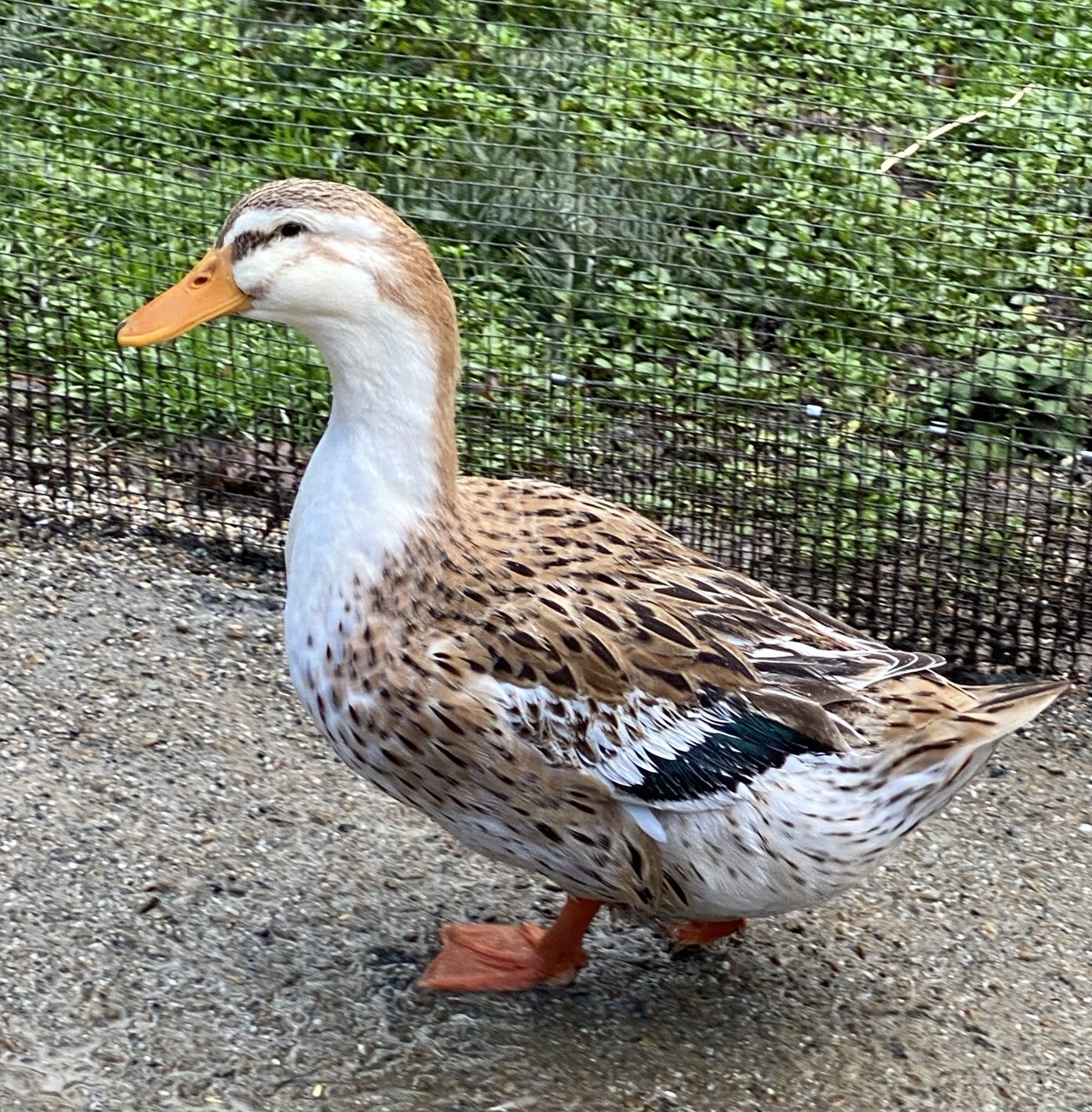 silver appleyard duck