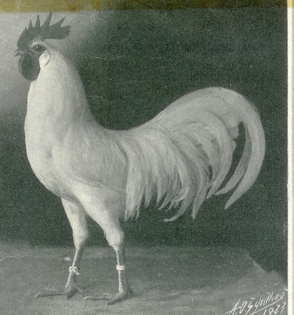 leghorn, standard of perfection