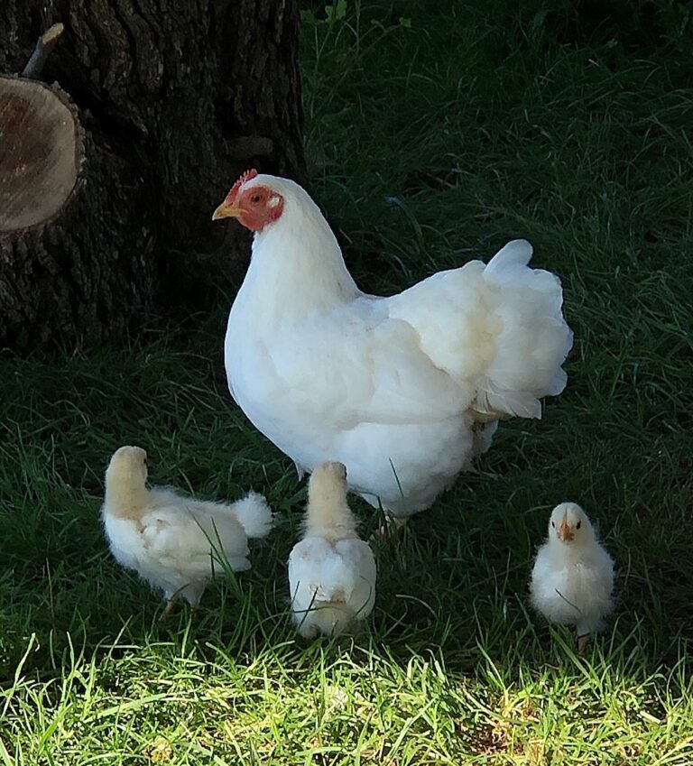 identifying healthy chicks