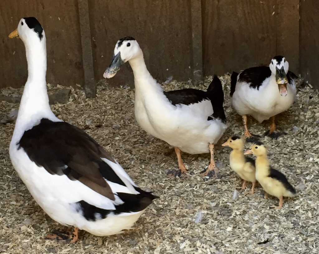 magpie duck, ducklings, origin of apa