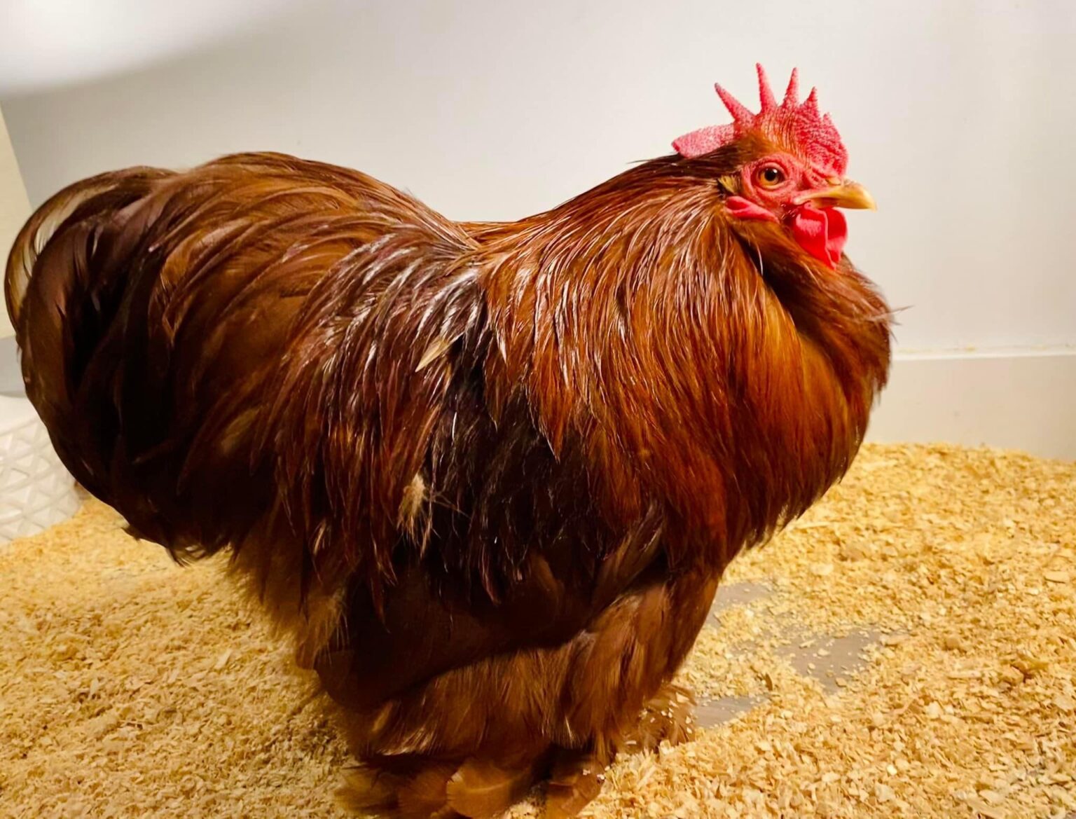 Red Cochin Bantams - American Poultry Association