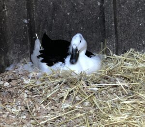 magpie duck, natural incubation