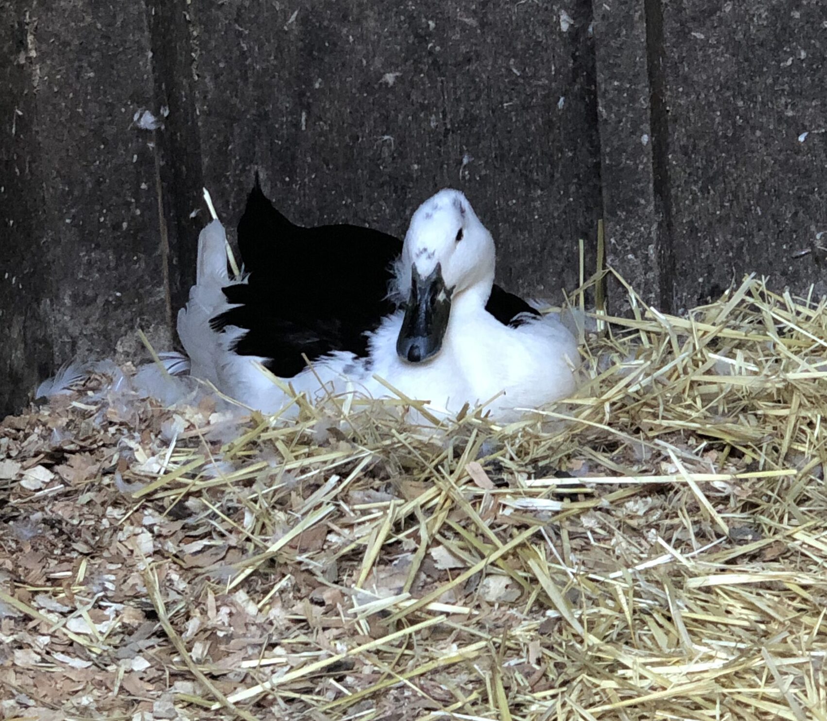 magpie duck, natural incubation