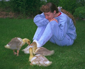 feeding waterfowl