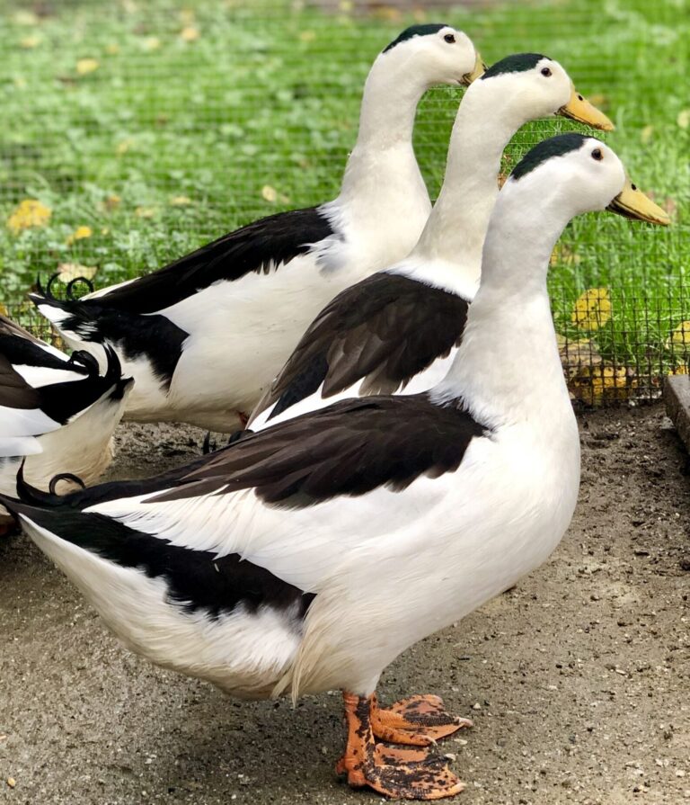 magpie ducks