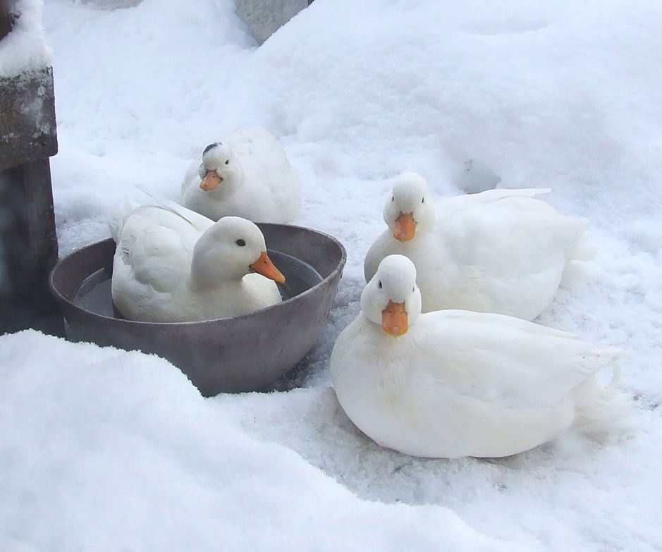 winter flock