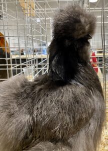 fitting chickens for show, silkie