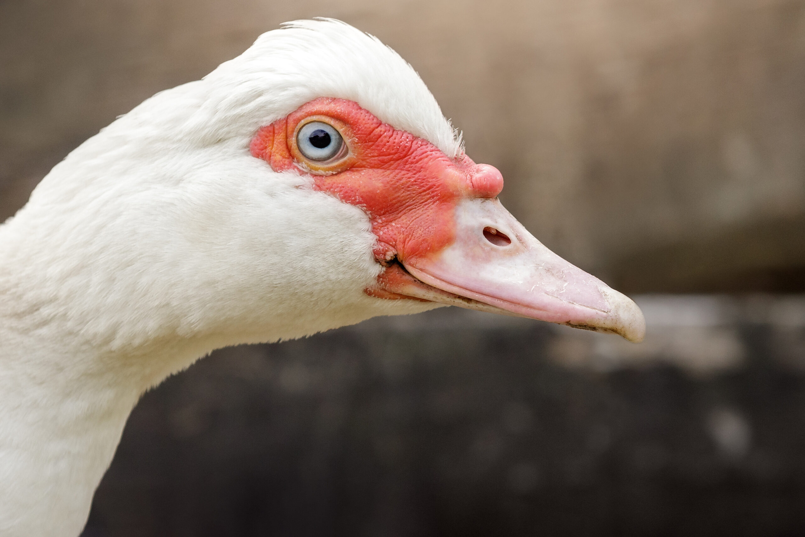 muscovy duck