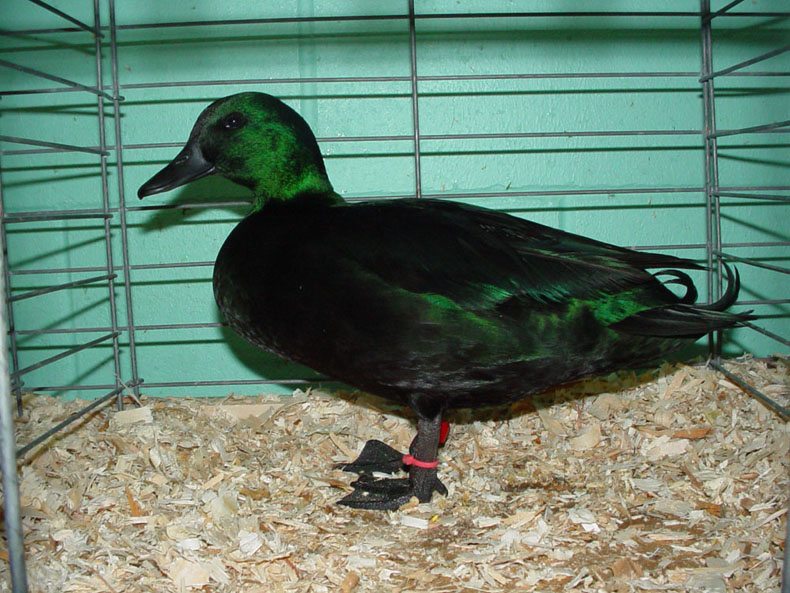 judging black ducks, east indie