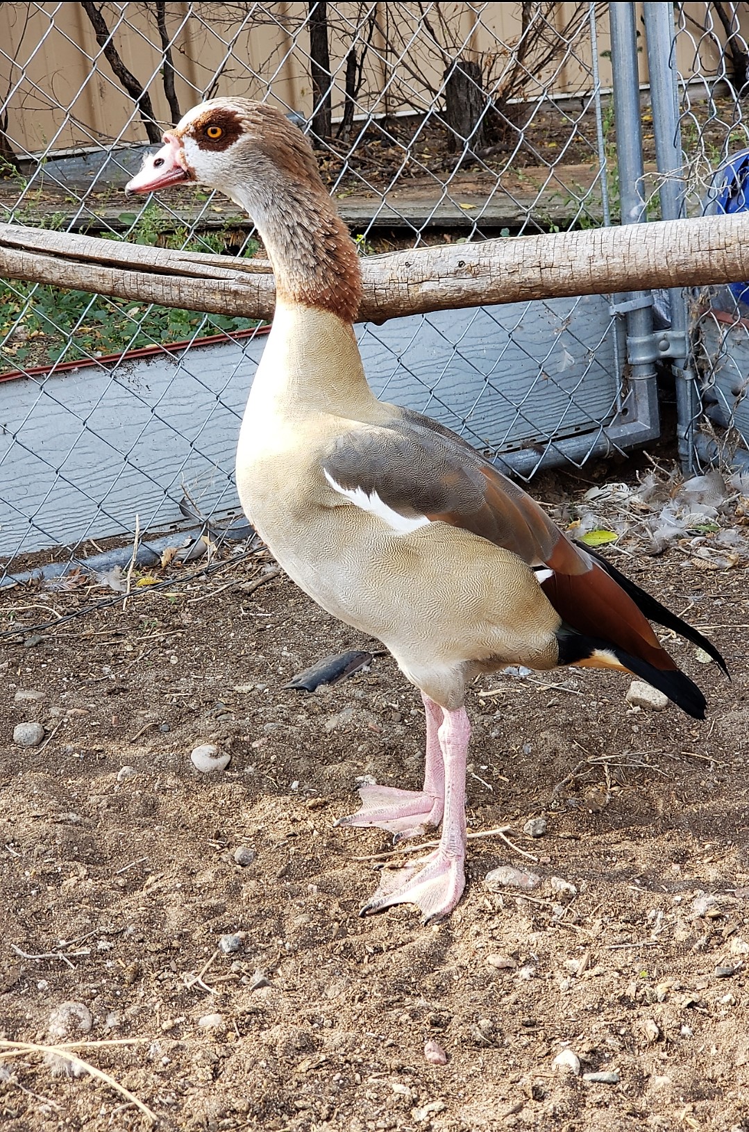 egyptian goose