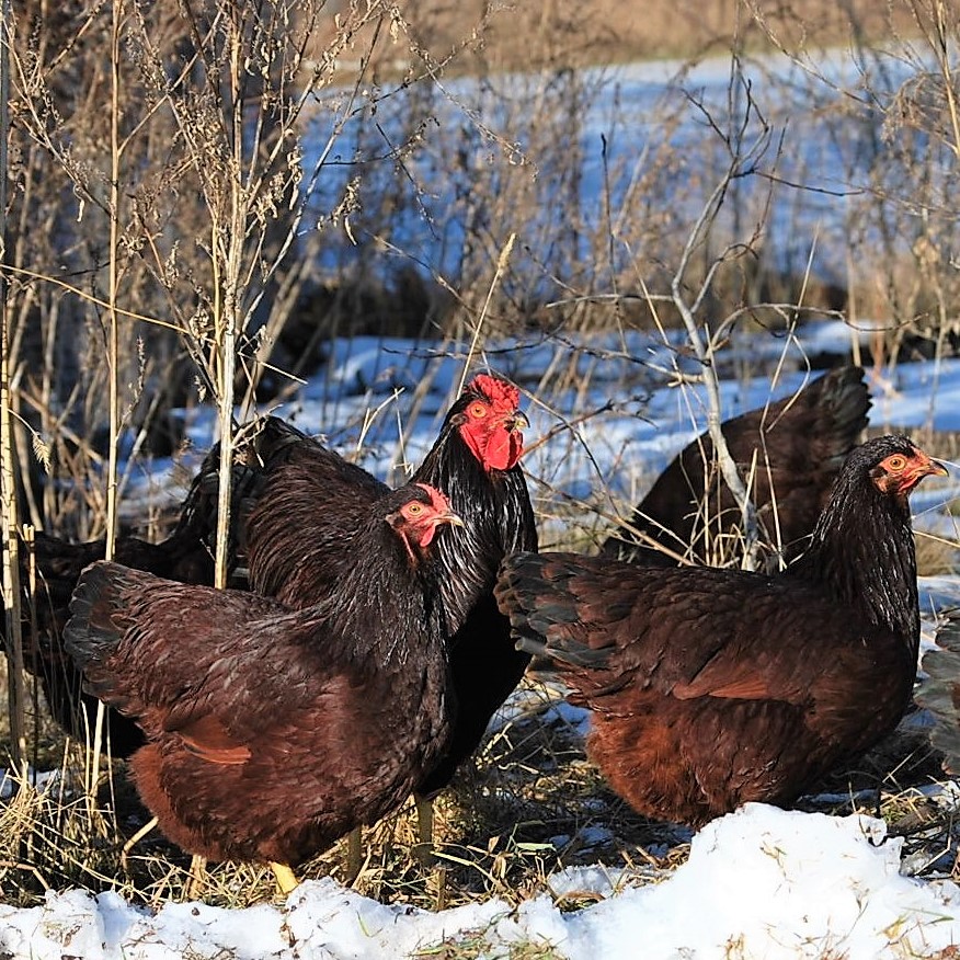 rhode island red chicken