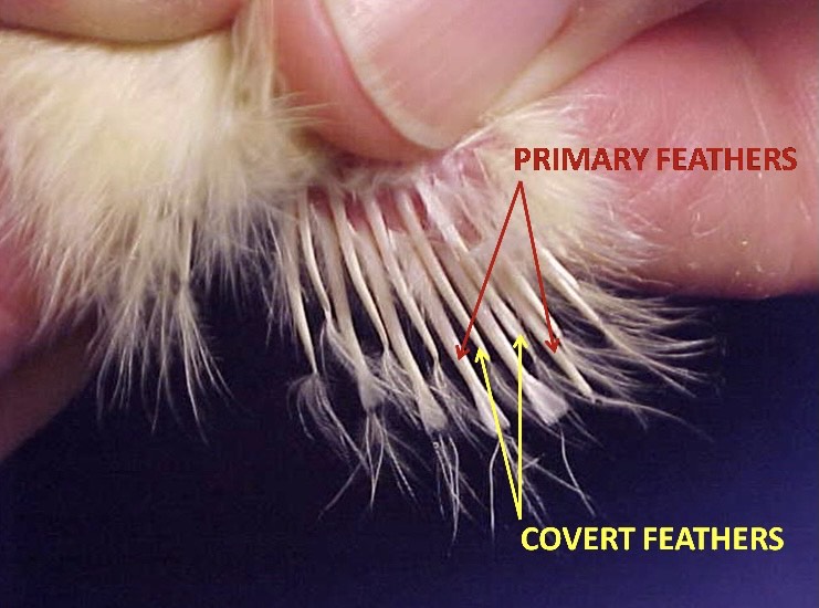 Feather Sexing In Poultry American Poultry Association 7327