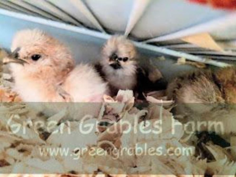 chick brooder