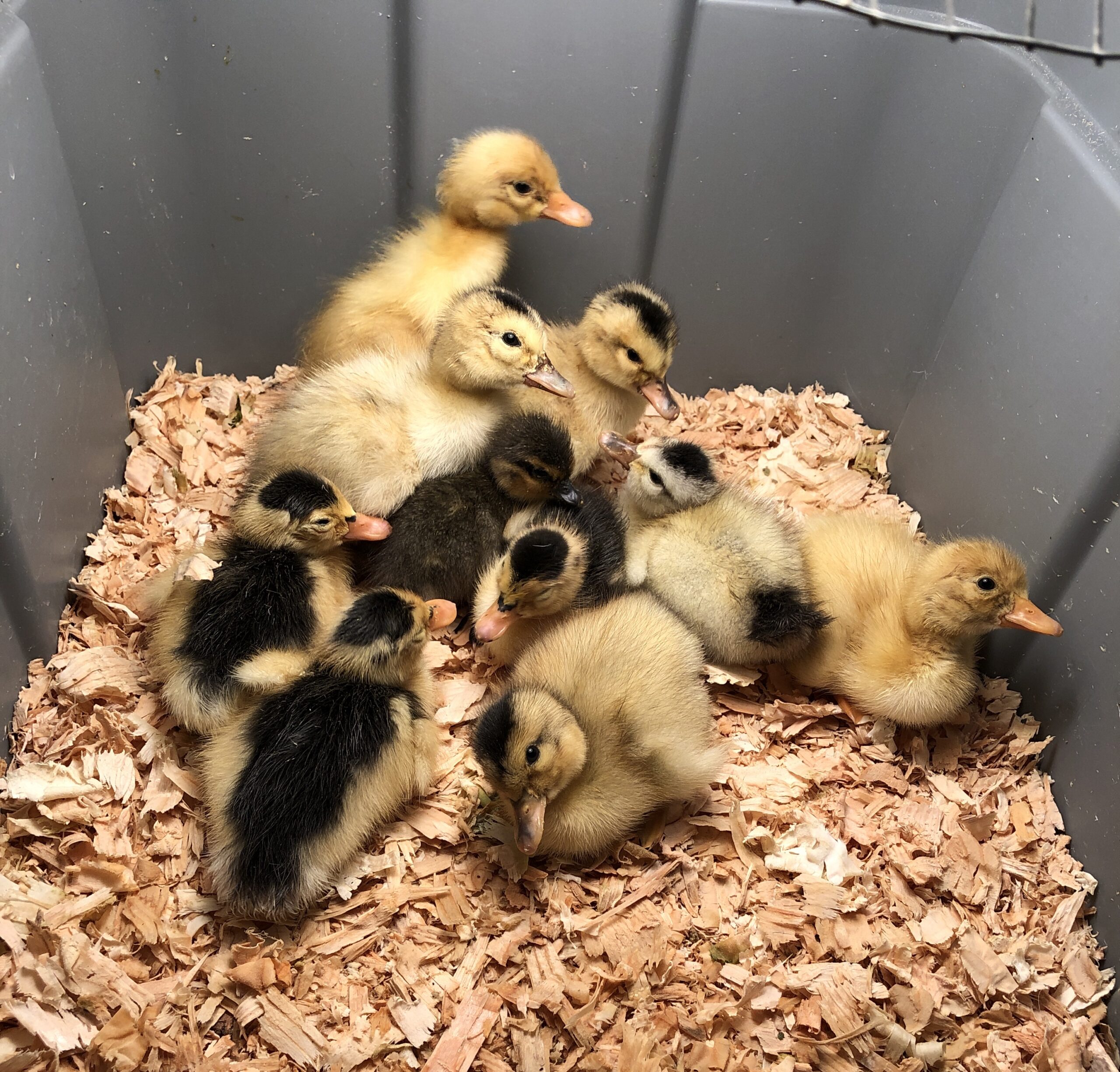 Youth Getting Started in Waterfowl American Poultry Association