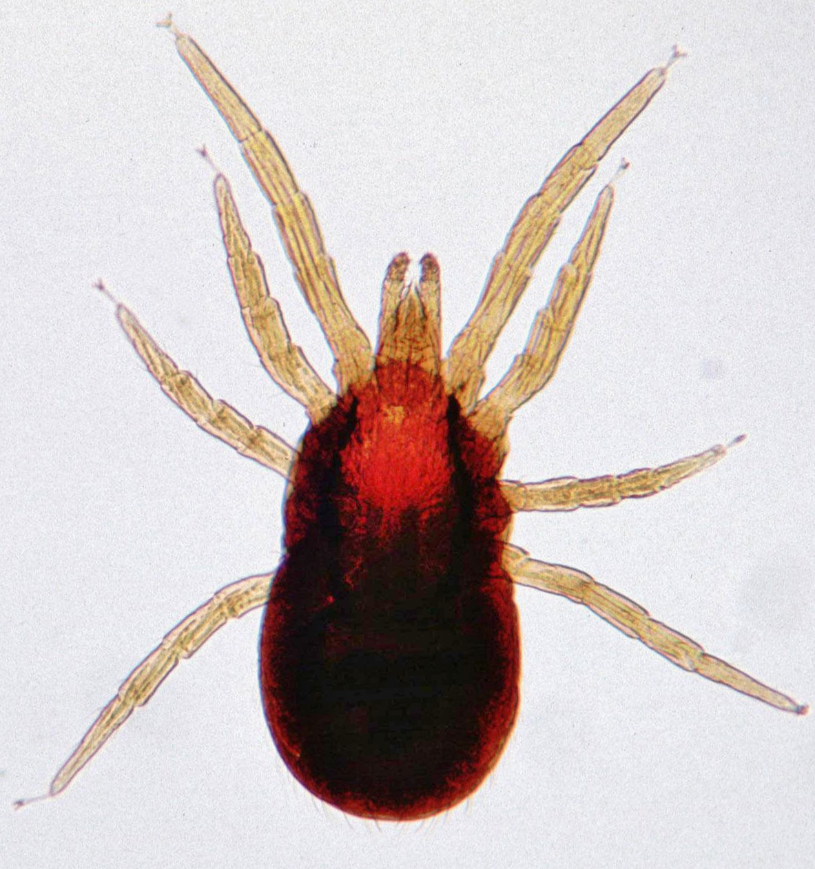 common poultry mites