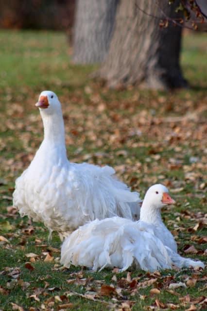 my goose is laying, sebastopol goose