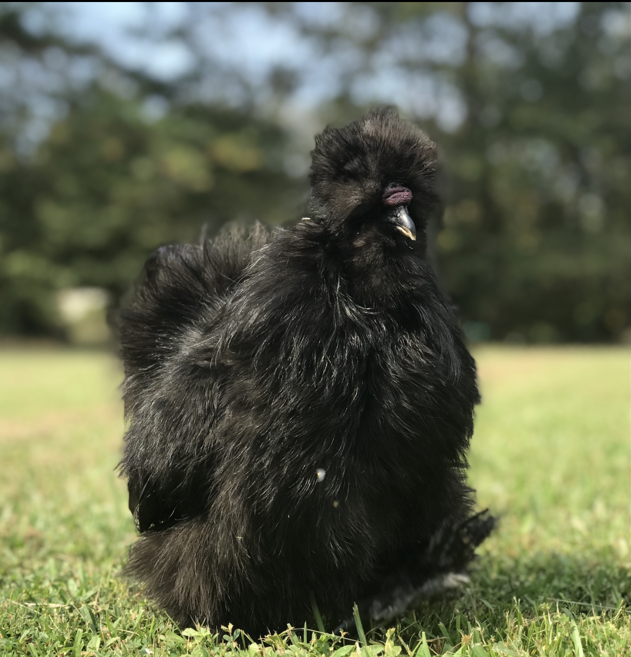 are my birds sick, black silkie