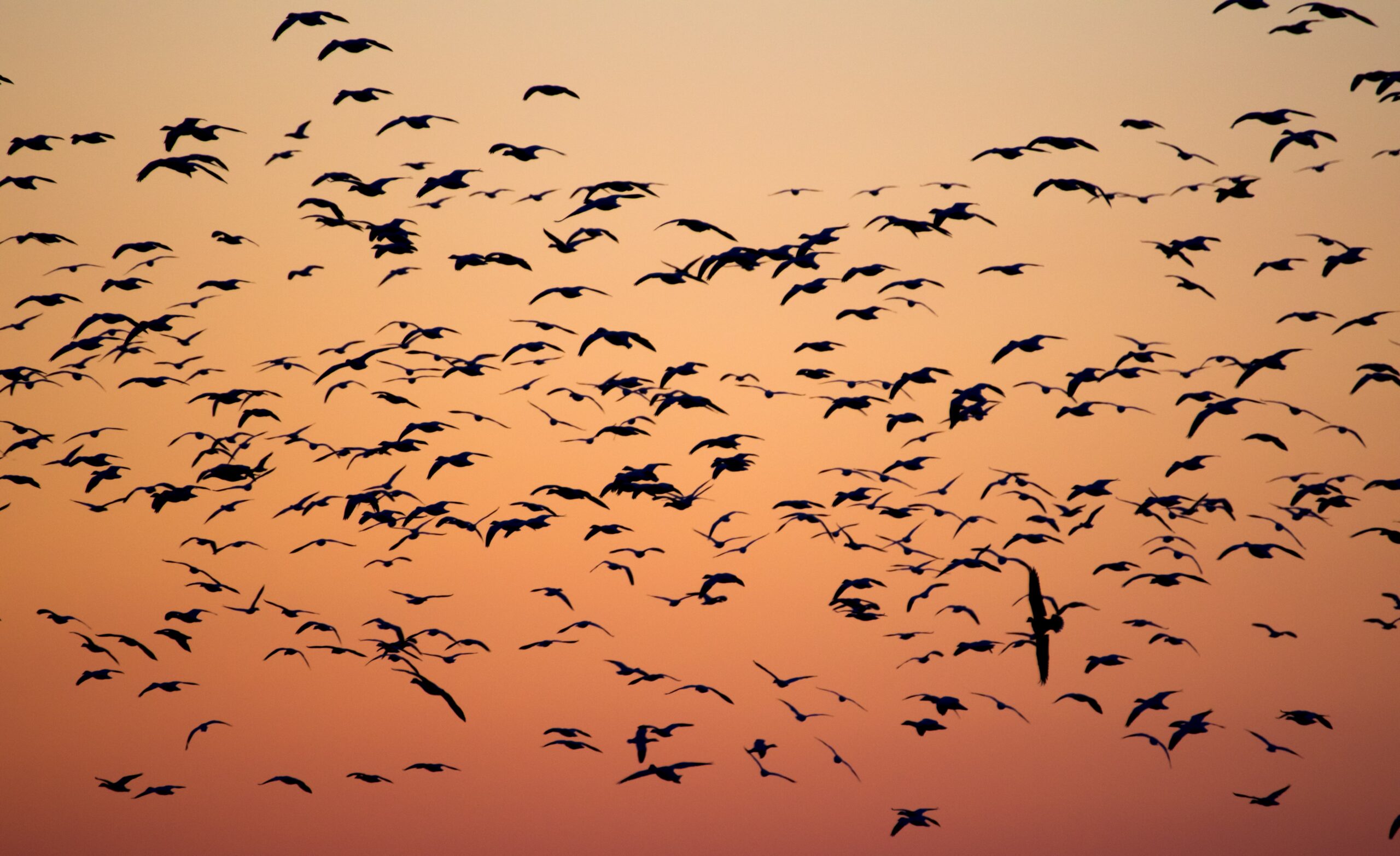 avian influenza background and timing