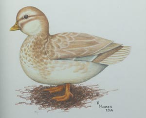 butterscotch call duck, poultry breeds