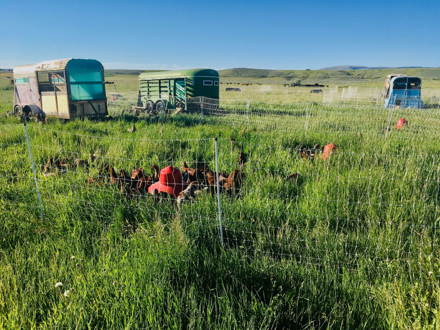 Favorite Poultry Equipment Items - American Poultry Association