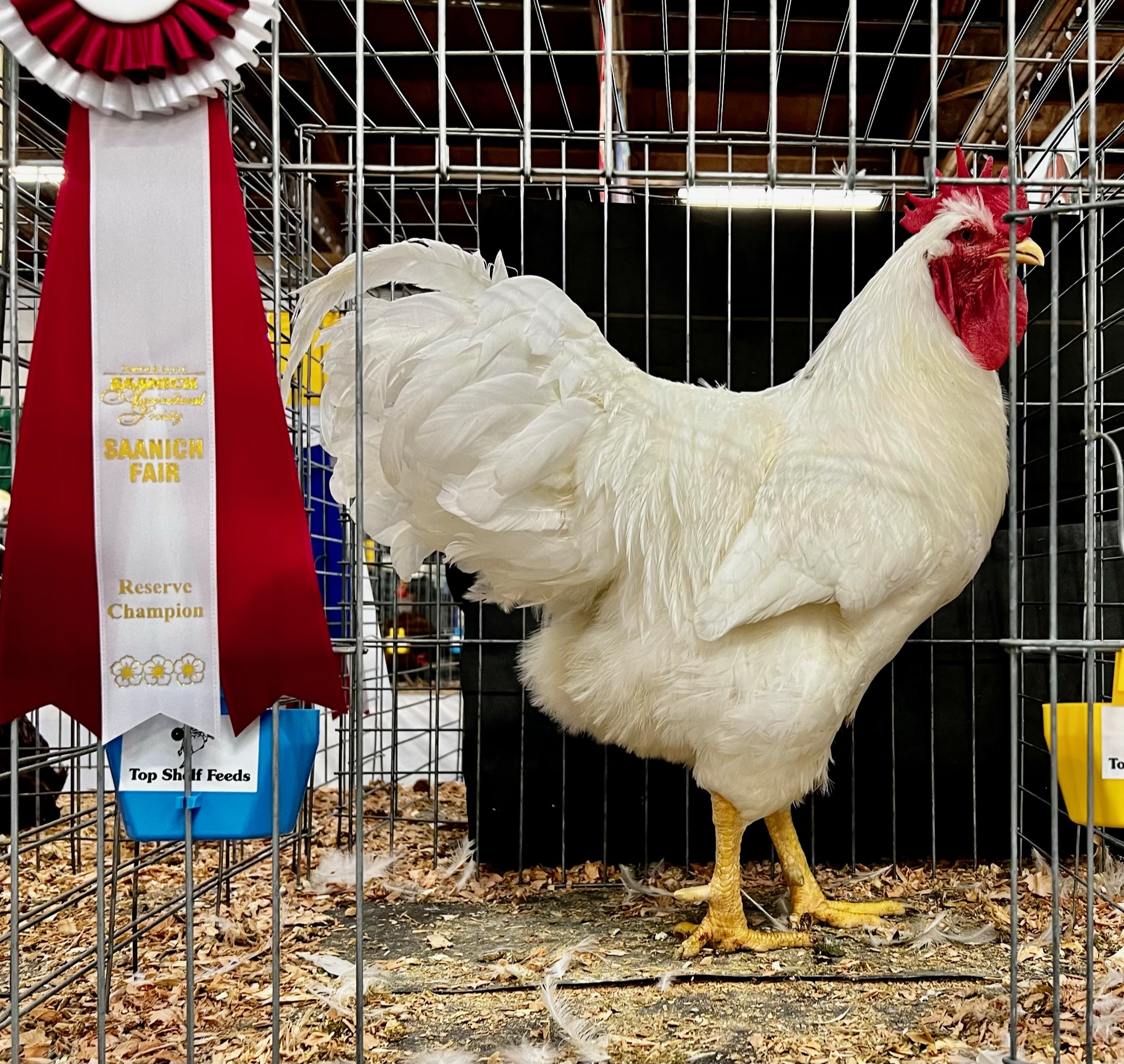 exhibition poultry, plymouth rock, showing poultry, raising poultry, american poultry association