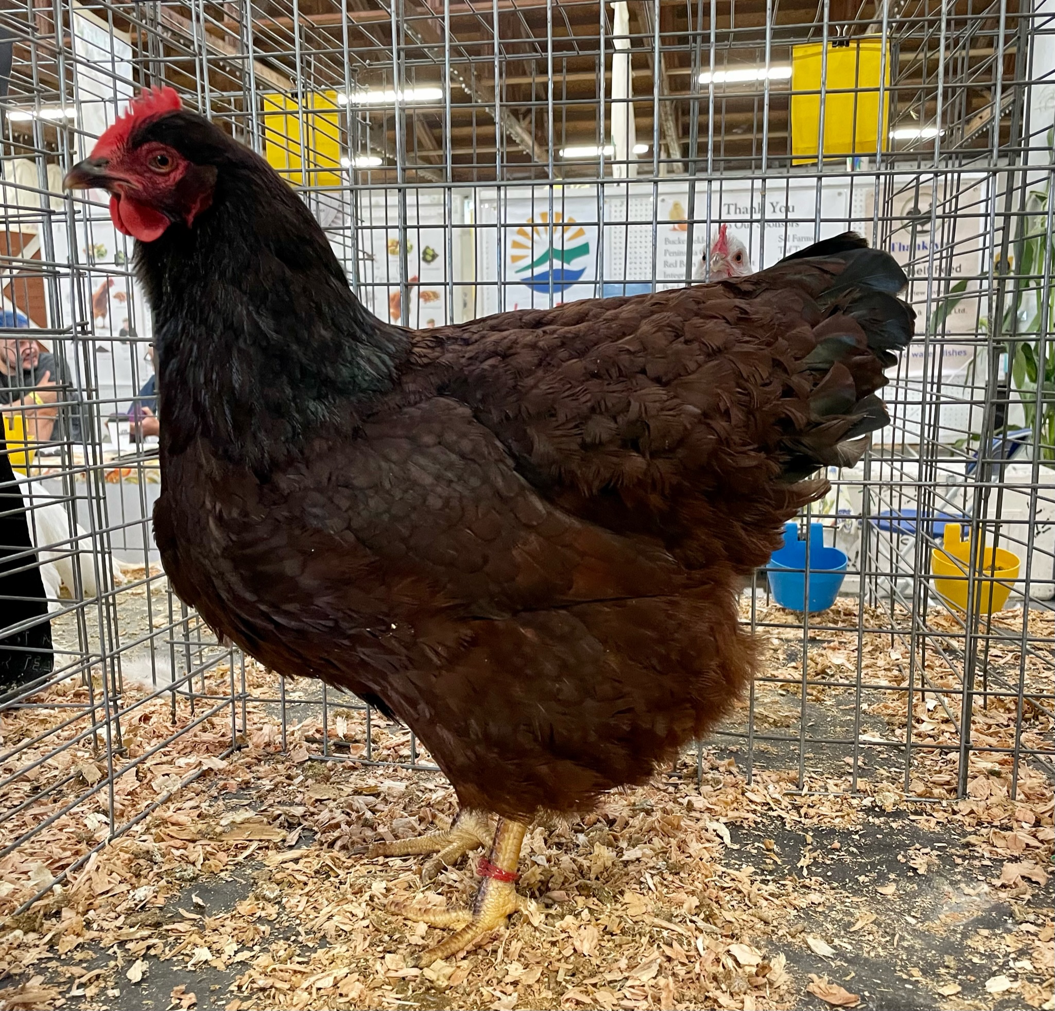 pay attention to the details, rhode island red