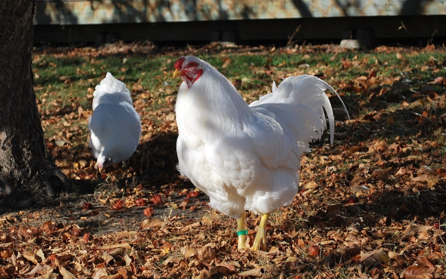 Cross Road Poultry - Show Champion: Buff Brahma Hen, New England