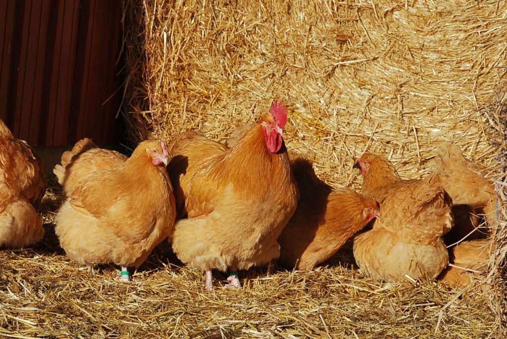Breeding Poultry Archives - American Poultry Association