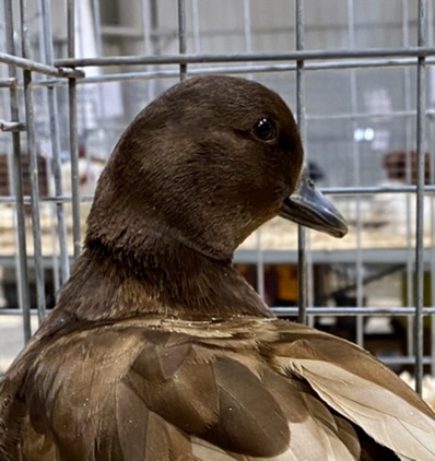 chocolate call duck, breeding bantam ducks