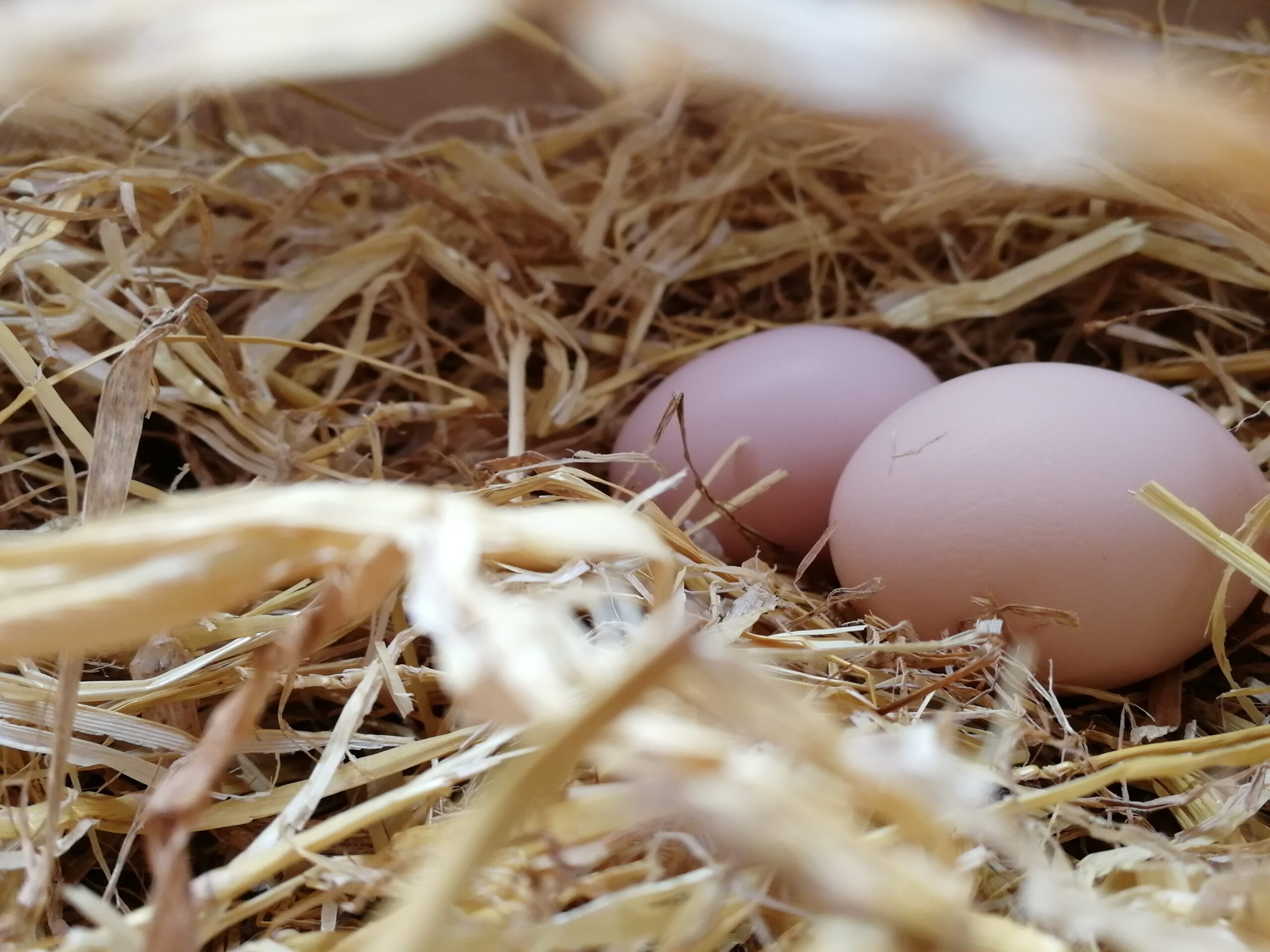 egg production