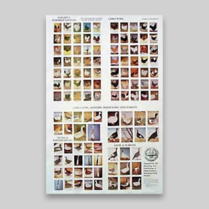 Poultry Breeds Poster