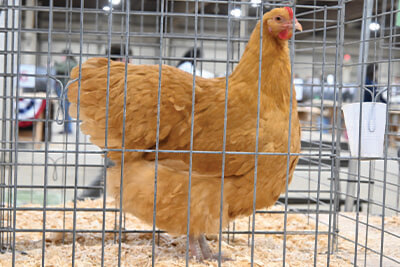 Youth Bird 2025 Congress